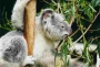 Koala uwielbiane przez dzieci.